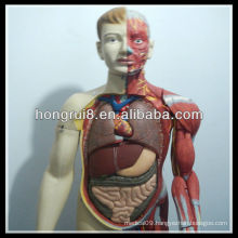 ISO 170-cm Deluxe Human Body Muscles Model with Internal Organs